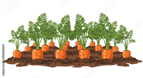 Carrots Growing in Soil Bed.
