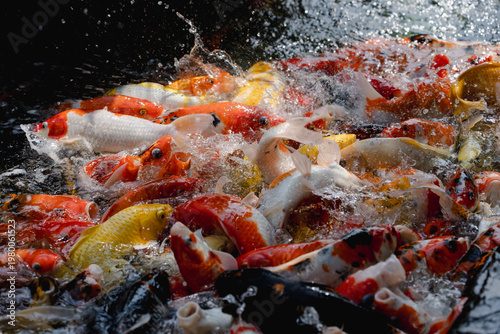 Viele Koi Fische in einem kleinen Becken