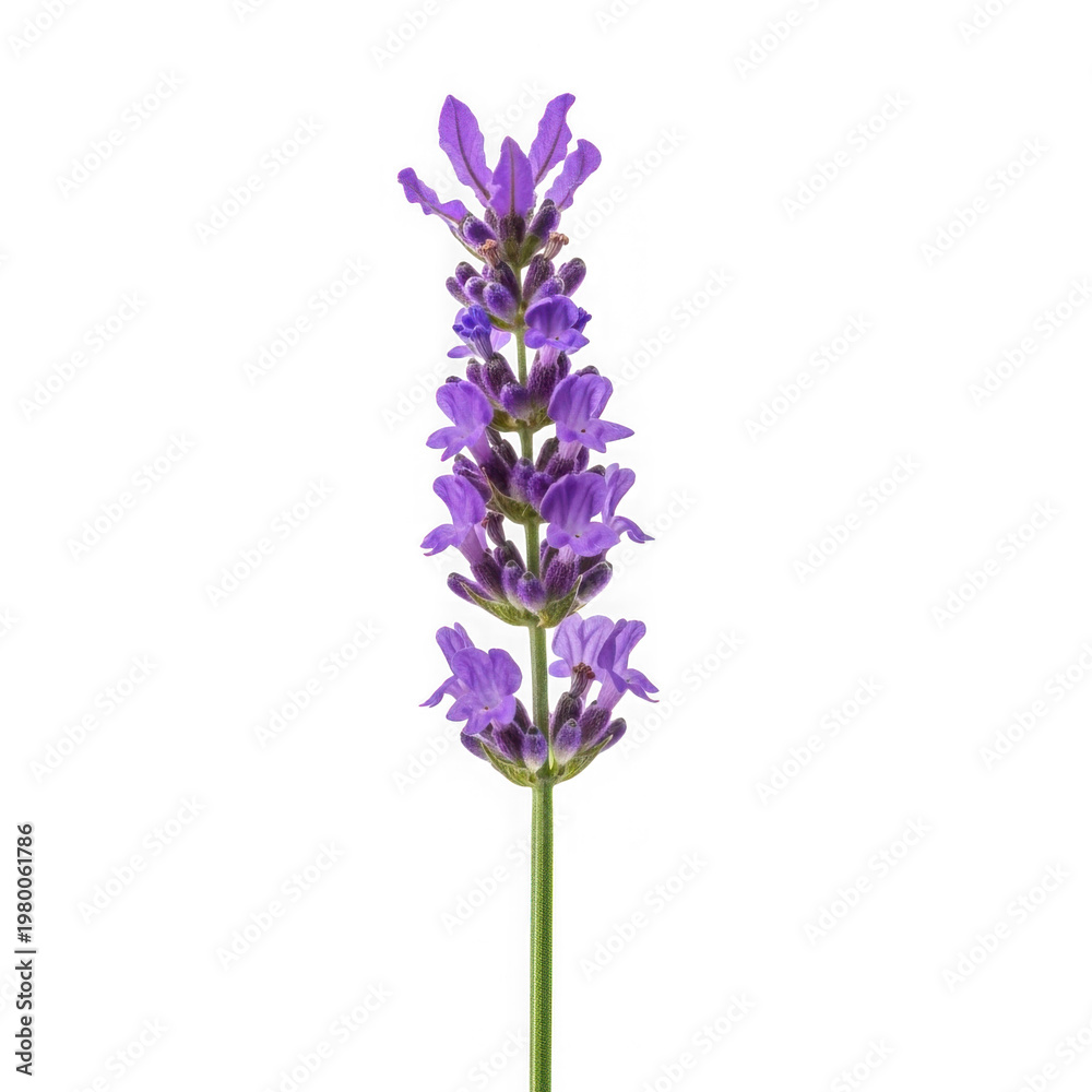 Obraz premium Purple lavender flower spike with buds isolated on transparent background