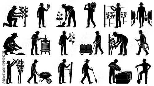 Vineyard workers engaged in various stages of grape cultivation and harvesting, showcasing agricultural labor and wine production process.