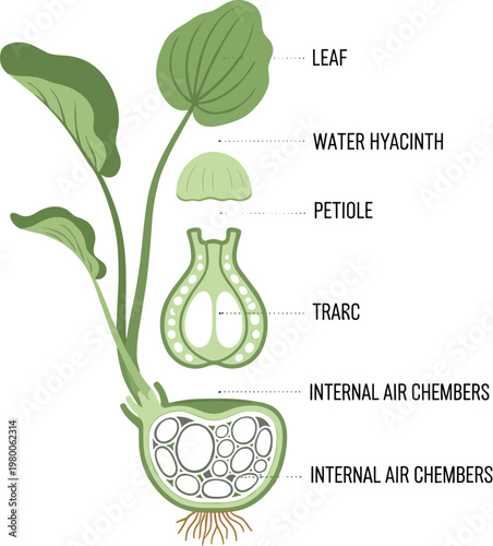 Water hyacinth plant anatomy vector illustration with leaf petiole internal air chambers and tissue structure showing aquatic adaptation in botany concept