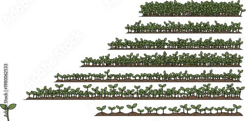 Plant growth stages vector illustration showing seed germination sprouting seedlings and development phases of green plants in agricultural lifecycle concept