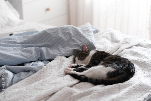 A cozy scene: a tabby-and-white cat sleeps peacefully on a textured white blanket, curled up in a ball. A light blue pillow adds a soft touch to the serene bedroom setting. pet themes.