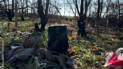 Marked Hazard Area with Warning Flags and Stakes in Forest Humanitarian Demining and Safety Zone Concept