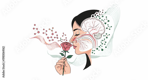 Scientific illustration of a person smelling a rose, showing olfactory pathways and brain