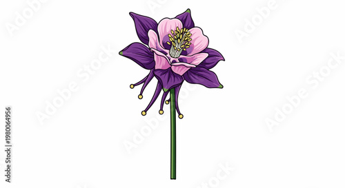 A single columbine flower, purple and pink, with a green stem