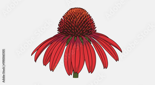 A vibrant red Echinacea flower with drooping petals and a spiky center