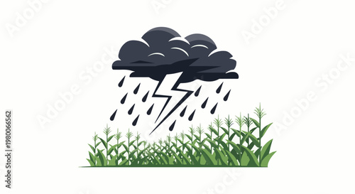 Stormy weather approaches over a field of young corn plants