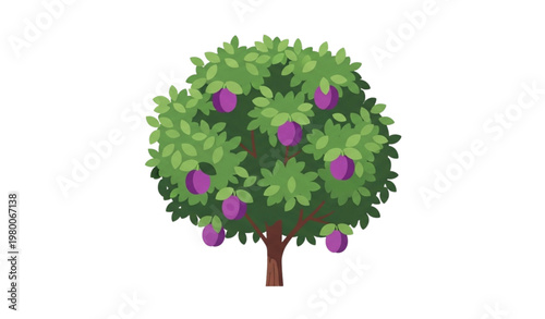 Minimal plum tree vector flat design with fruit and green leaves