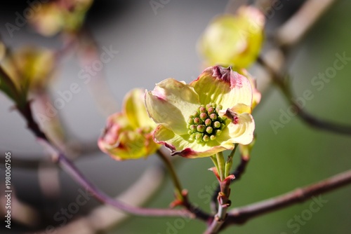 aufgehende Blüte des Hartriegel
