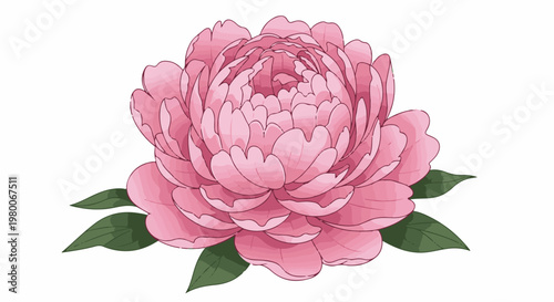 A detailed illustration of a vibrant pink peony with green leaves