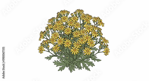 A detailed illustration of a dense cluster of yellow daisy-like flowers with green leaves