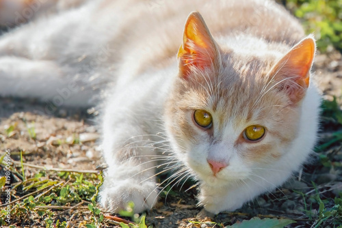 Close-up portrait of relaxed cat with yellow eyes, natural daylight, grassy background