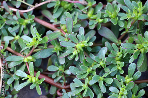 In the soil, like a weed grows purslane (Portulaca oleracea)