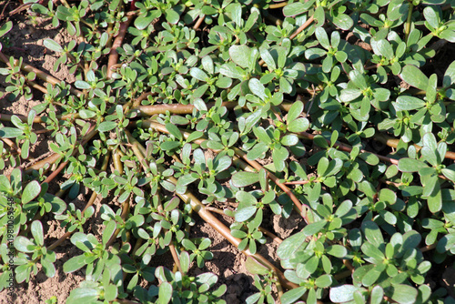 In the soil, like a weed grows purslane (Portulaca oleracea)