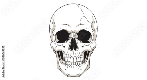 Detailed front view of a human skull illustration with realistic bone texture and anatomical features for educational or artistic use.