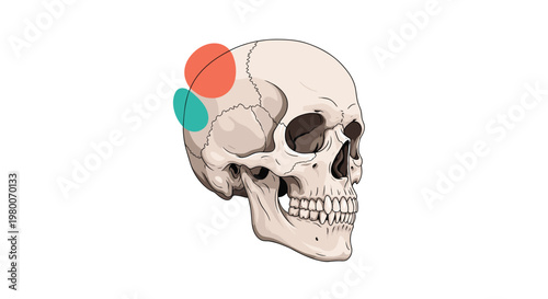 Medical illustration of a human skull seen from a side view with red and teal circles highlighting specific areas of the head.