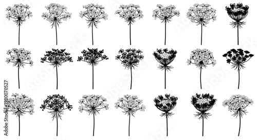 Collection of delicate wild carrot flower umbel silhouettes in black and white showcasing intricate patterns and organic forms for graphic design and botanical illustrations