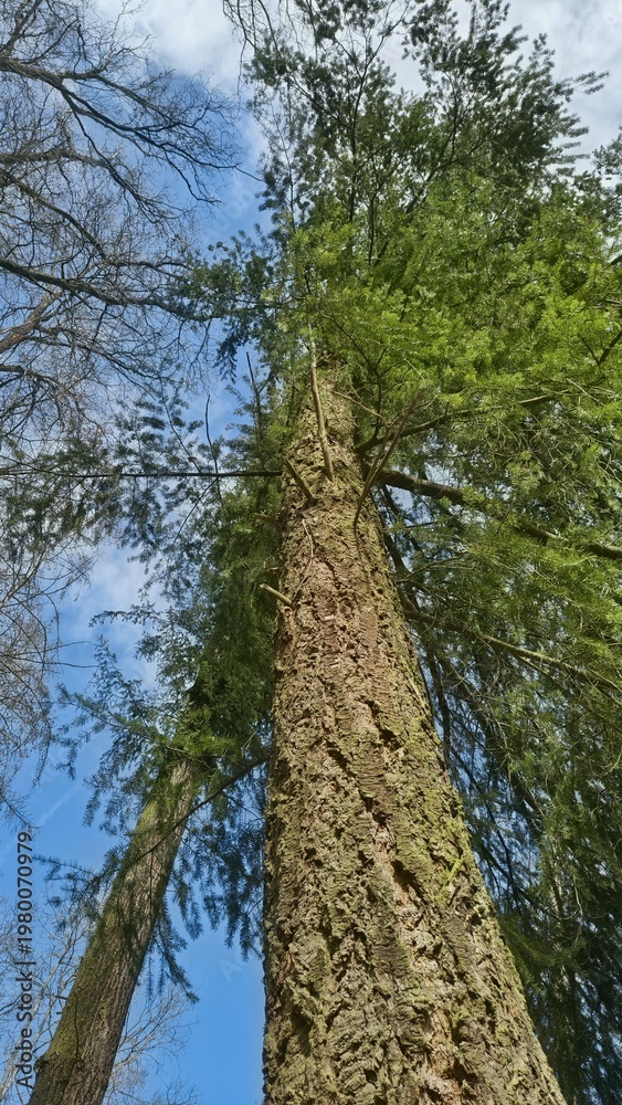 Fototapeta premium Pień wysokiego drzewa 