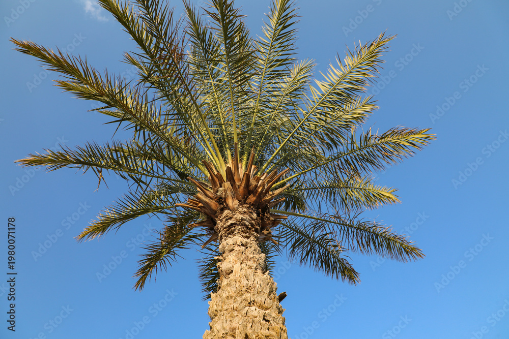 Obraz premium Palm tree under clear blue sky with soft clouds reflecting natural beauty and peaceful atmosphere in Oman landscape. Oman - April 7 2026