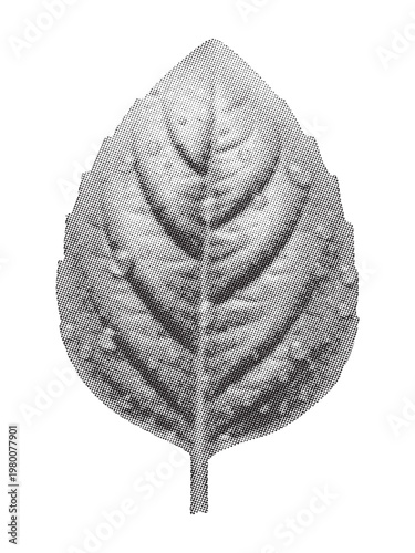 A detailed monochromatic illustration of an ovate leaf with a serrated margin and veined texture