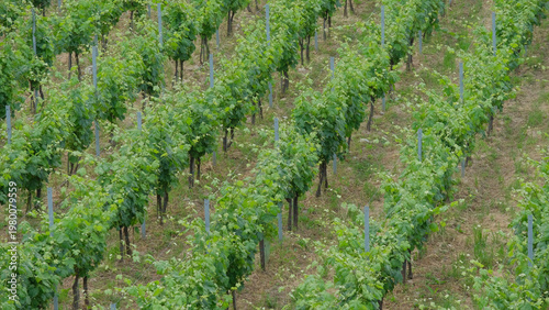 Un vigneto di uva Vermentino.