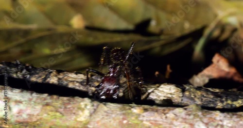 Bullet Ant, (Paraponera clavata) one of the biggest Amazonian ants and famed for its sting, at 4 on the Schmidt pain index. In Napo province, Ecuador. This individual is foraging