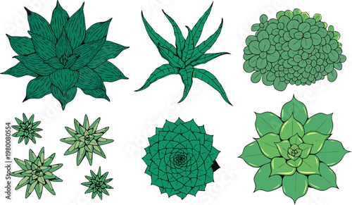 Various Green Succulent Plants and Cacti Illustrations