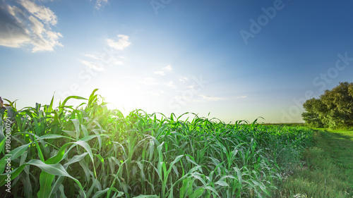 Wallpaper Mural Vibrant green cornfield stretches beneath a clear blue sky Torontodigital.ca