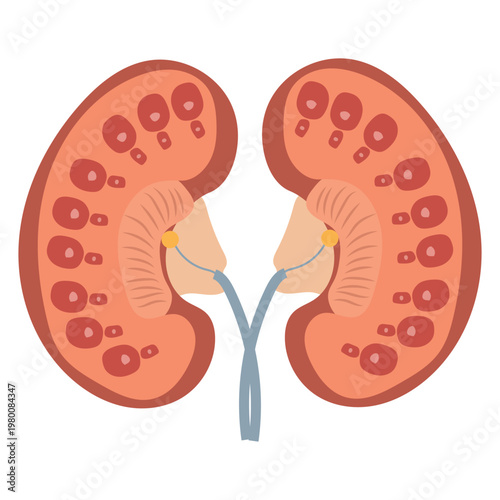 Polycystic kidney disease vector