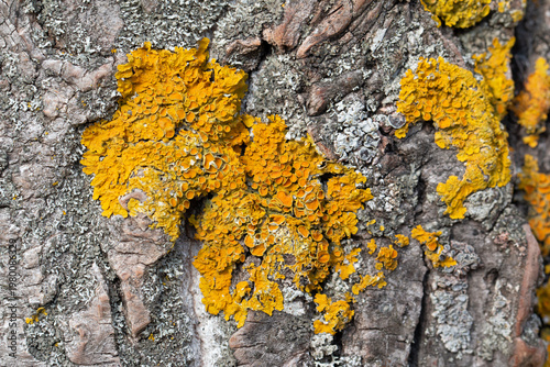 Lichen on trunk