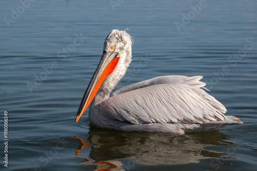 Dalmatian pelican - Pelecanus crispus