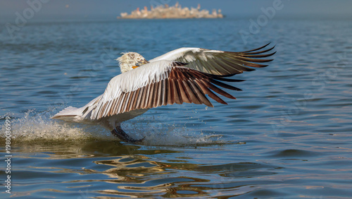Dalmatian pelican - Pelecanus crispus