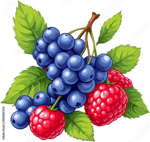 Blueberries and raspberries with green leaves isolated on white background, fresh forest berries botanical illustration, organic fruit clipart