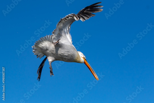 Dalmatian pelican - Pelecanus crispus