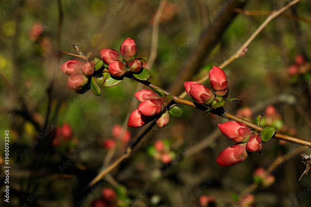 Obraz premium Chaenomeles cathayensis, Japanese quince flower with red petals, early spring