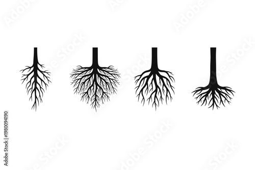 Tree Roots Collection