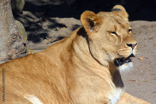 Foto Lion is one of the four big cats in the genus Panthera, and a member of the family Felidae