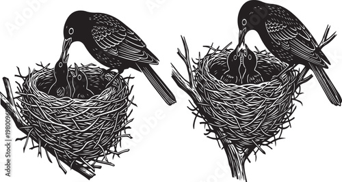 Caring Birds: Two endearing illustrations portray the act of a bird feeding its offspring within the comfort of their nest, illustrating the essence of parental care and the circle of life.