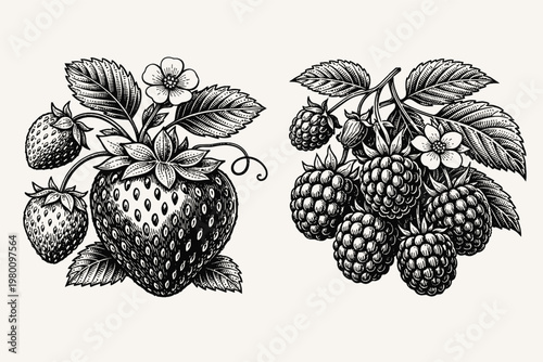 Vintage Engraved Illustration of Strawberry and Raspberry Berries with Leaves and Flowers, Hand Drawn Woodcut Style Vector Art for Retro Design Projects, Botanical Sketch on White Background