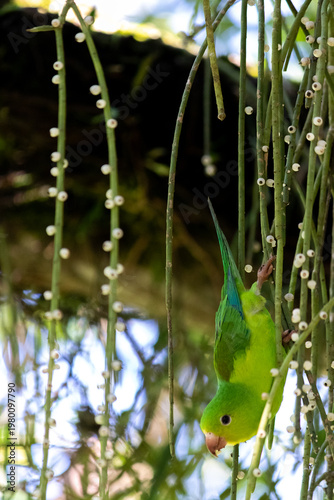 Foto Plain Parakeet Resting on Tree Branch.