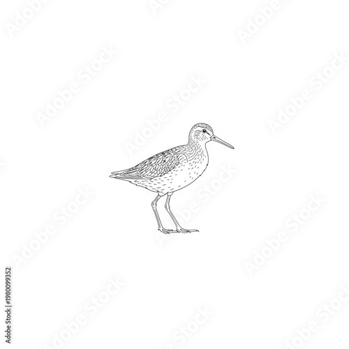 A bird with a long beak.