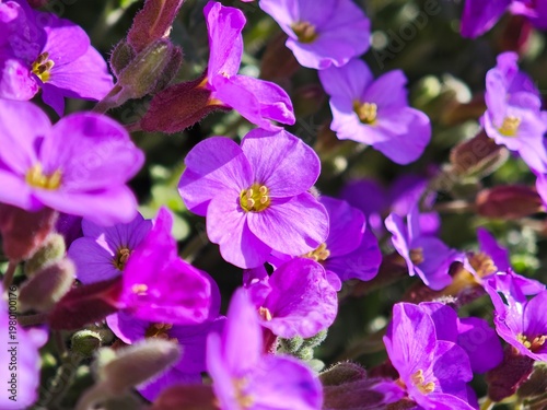 Close Up of Small Purple Spring Wildflowers in Bloom