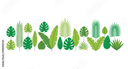 A diverse collection of tropical palm fronds and fern leaves is arranged in a horizontal row to create a lush botanical border on a white background.