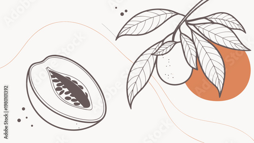 Delicate line art illustration of a halved papaya and a branch with fruit and leaves, set against a soft pastel background.