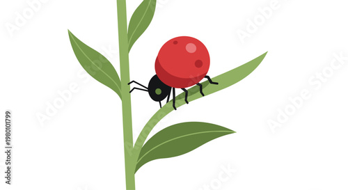 A single red ladybug with distinct black spots crawls slowly upward along a slender green plant stem adorned with several pointed leaves against white.