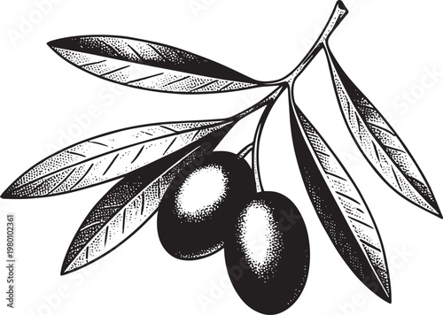 Olive branch with leaves and fruit black line art