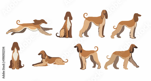 Afghan Hound dog portrait set with elegant facial expressions and long silky ears in modern vector style isolated on white