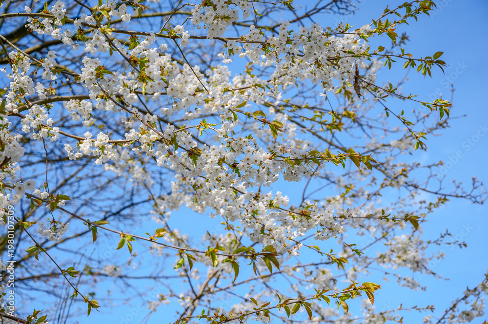 Fototapeta premium Delicate white cherry blossoms bloom against a clear blue sky in spring