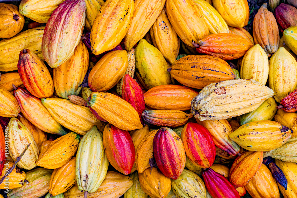 Fototapeta premium Cacao Pods Ready for Harvest